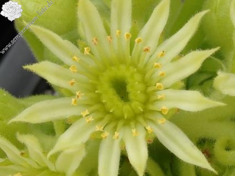 sp. from Ovit Dağı Geçidi