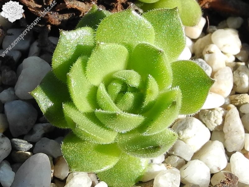 sp. from Ovit Dağı Geçidi