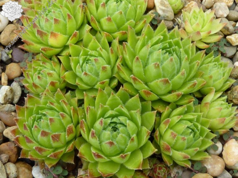 globiferum ssp. hirtum from Havrania Skala