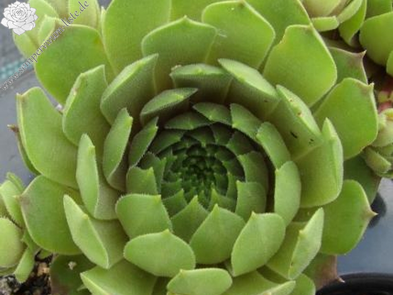 hayekii from Tomba di Matolda