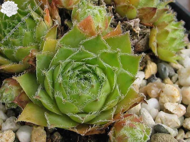 hayekii x S. arachnoideum from Valle Locana