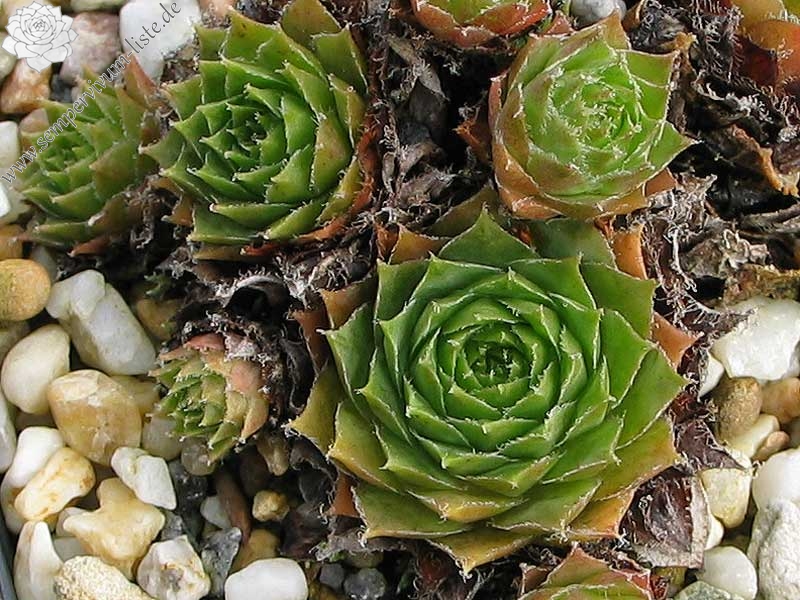 hayekii x S. arachnoideum from Valle Locana