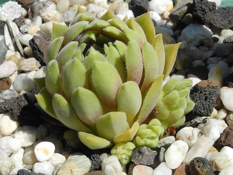 herfriedianum from Yusufeli-Sarigöl, 1350m