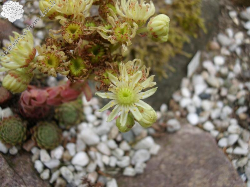 herfriedianum from Yusufeli-Sarigöl, 1800m