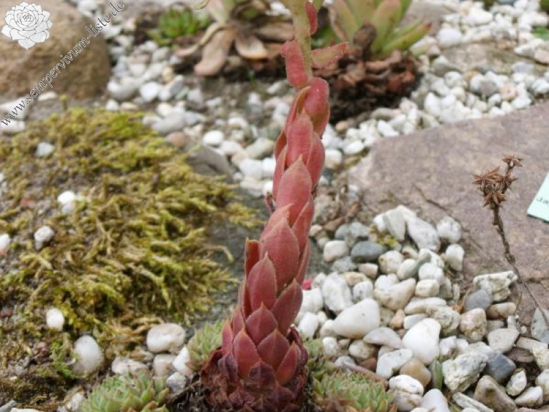 herfriedianum from Yusufeli-Sarigöl, 1800m