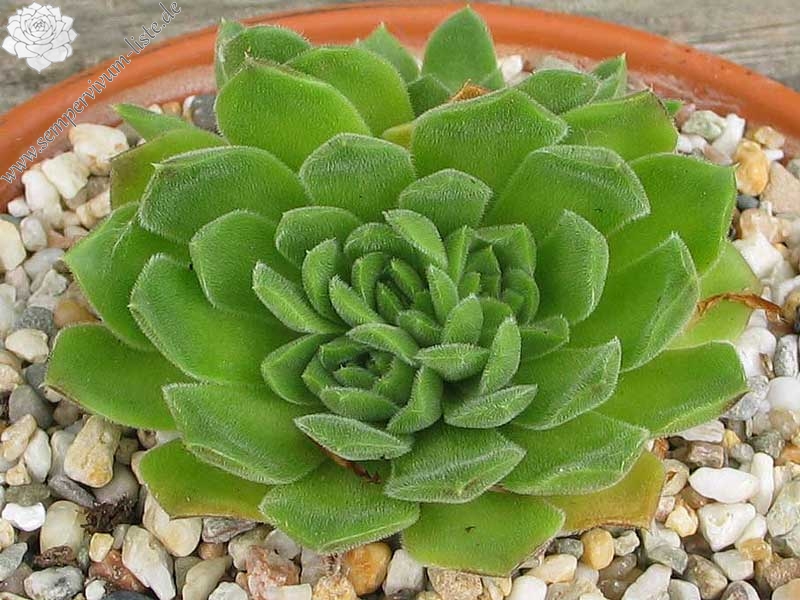 heuffelii from Pirin