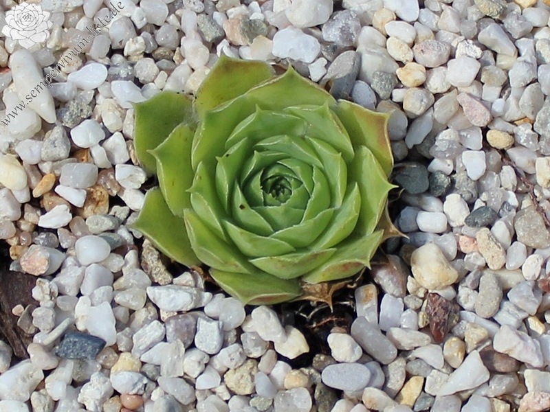 heuffelii from Radika