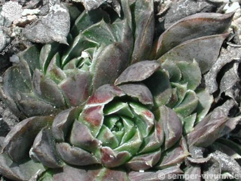 heuffelii from Partizansky Planina