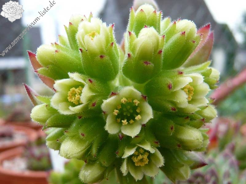 heuffelii from Rilagebirge