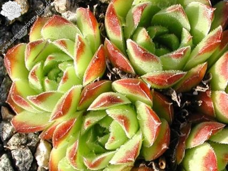 heuffelii from Kratovo