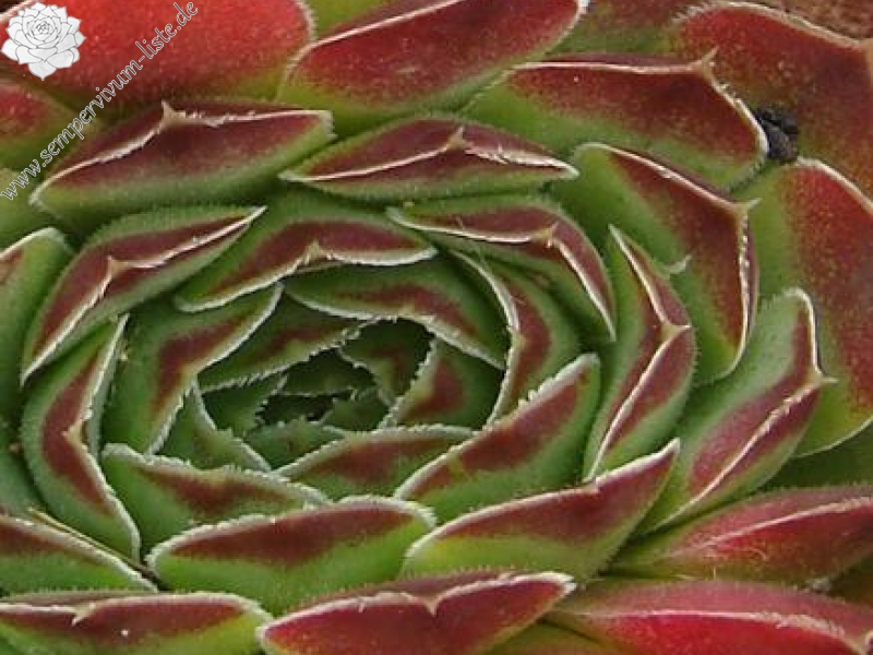 heuffelii from Mega Chorion