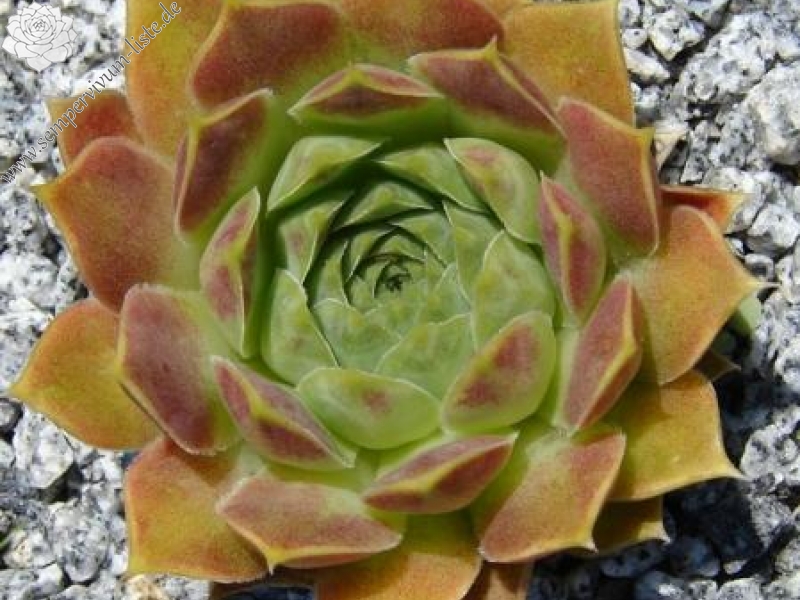 heuffelii from Olymp