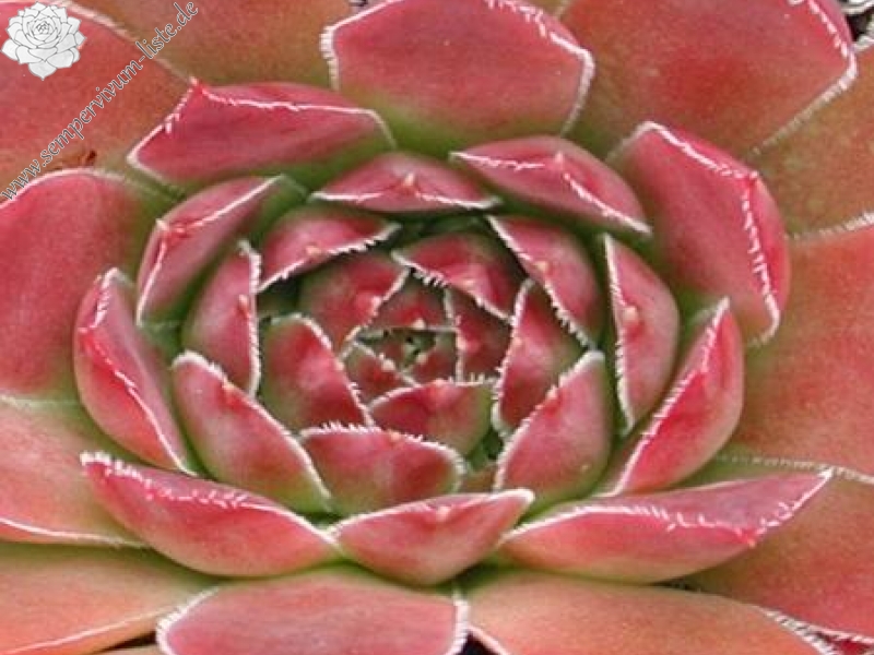 heuffelii from Rujen