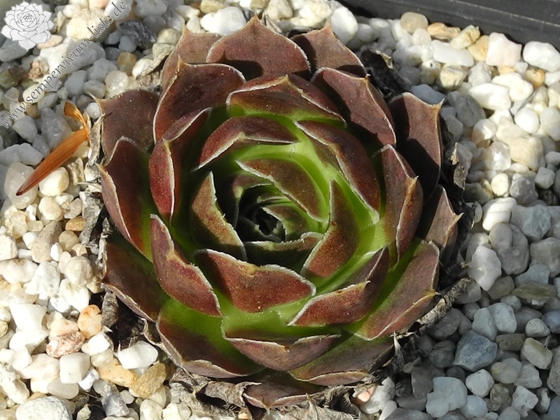 heuffelii from Maje e Ostrovicës (I)