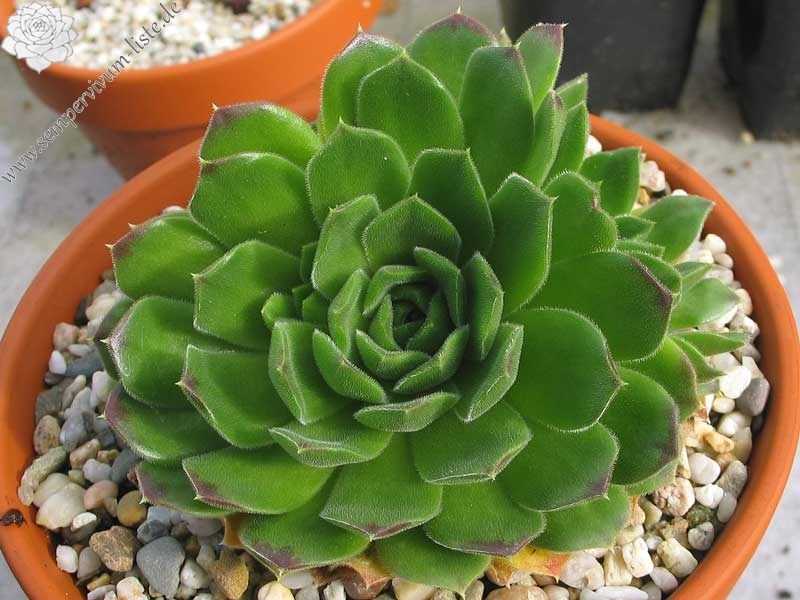 heuffelii from Pirin