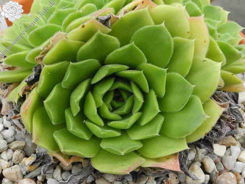 heuffelii from Pirin