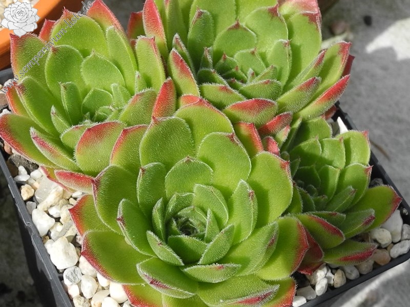 heuffelii from Rilagebirge