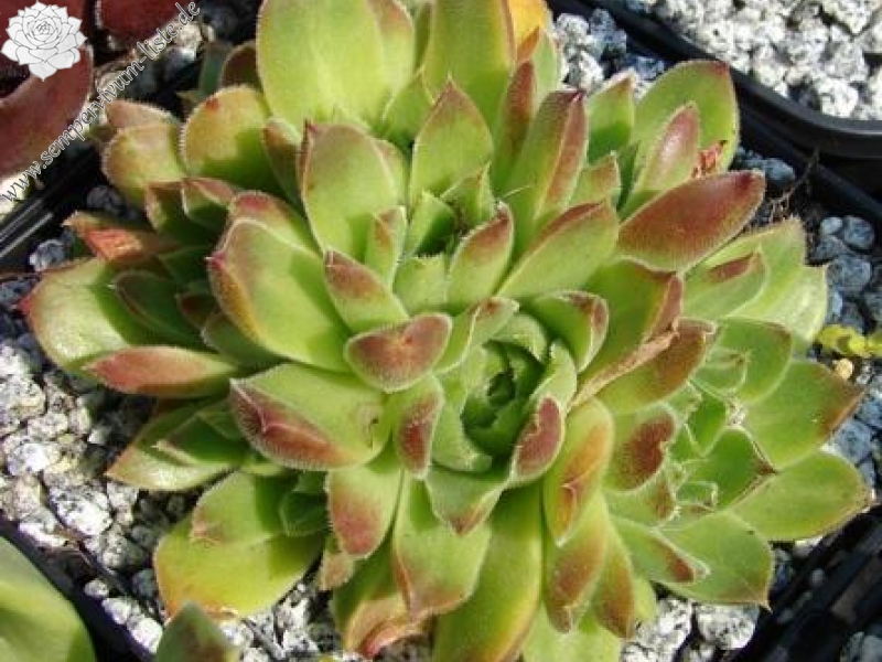 heuffelii from Pelister