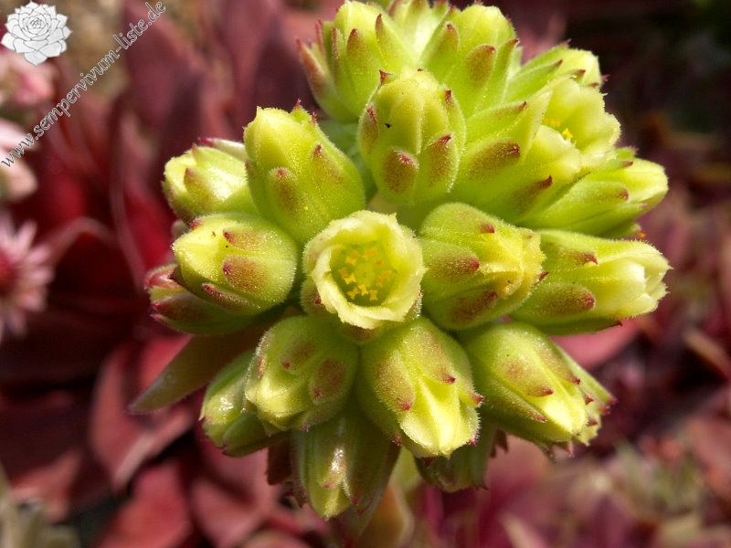heuffelii from Rujen