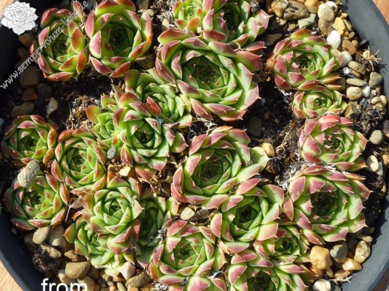 heuffelii (glabrum) from "Anabakanak"