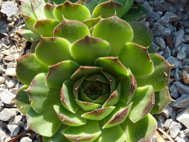 heuffelii (glabrum) from "Anabakanak"