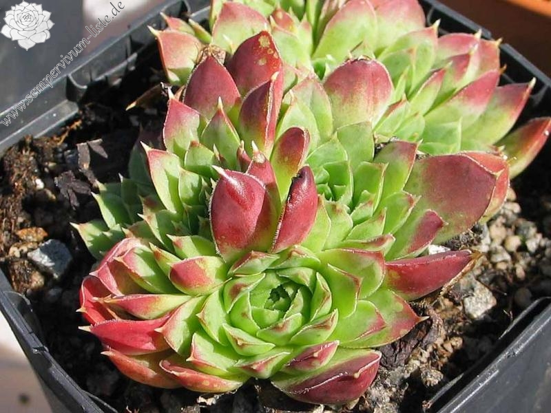 heuffelii (glabrum) from "Anabakanak"