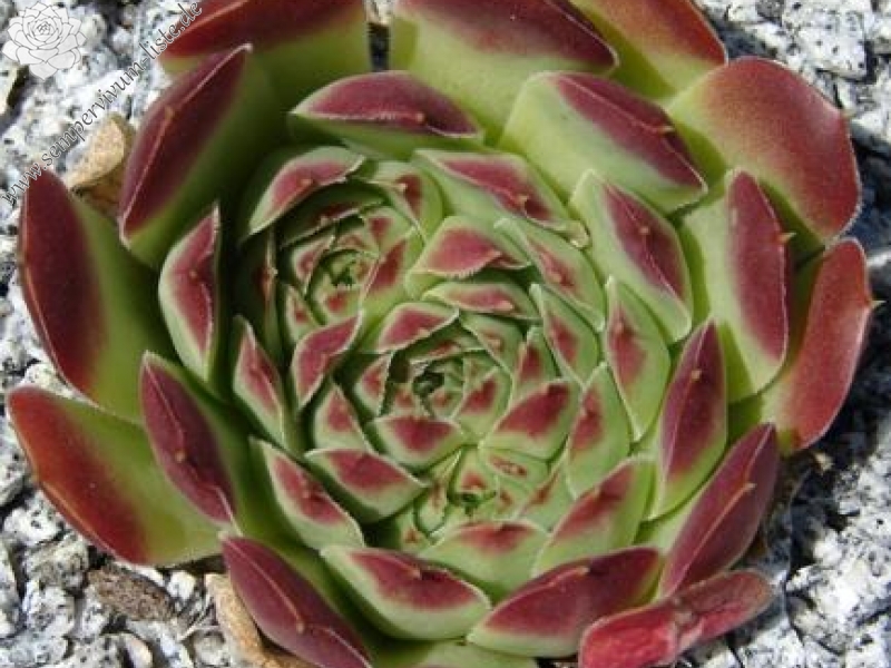 heuffelii (glabrum) from "Anabakanak"