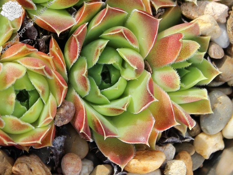 heuffelii (glabrum) from "Anthoborio"