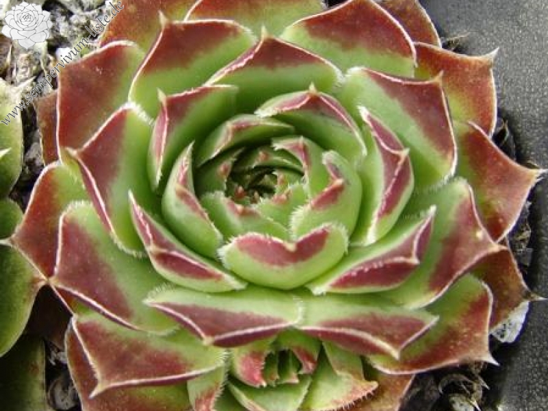 heuffelii (glabrum) from "Anthoborio"