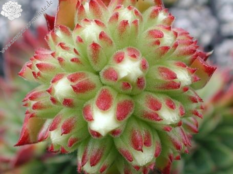 heuffelii (glabrum) from "Anthoborio"