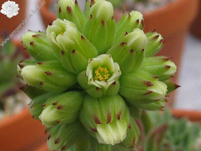 heuffelii (glabrum) from "Anthoborio"