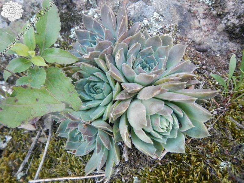 heuffelii (glabrum) from Belogradčik, Festung Kaleto