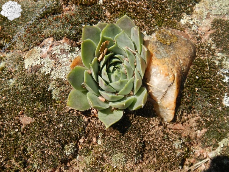 heuffelii (glabrum) from Belogradčik, Festung Kaleto