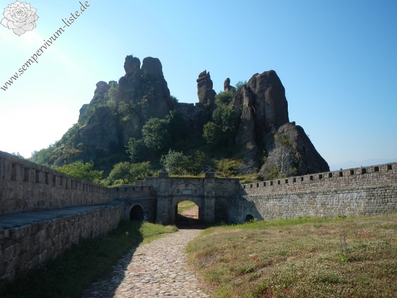 heuffelii (glabrum) from Belogradčik, Festung Kaleto