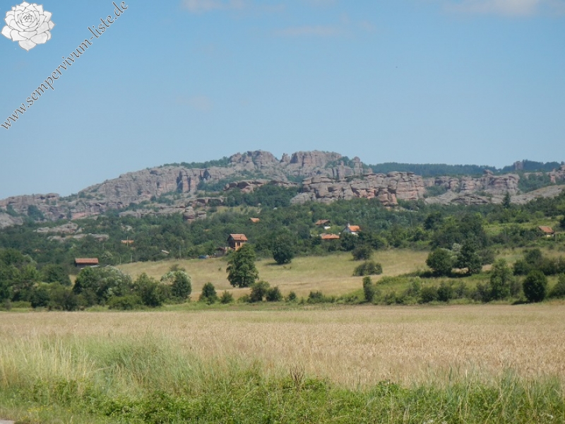 heuffelii (glabrum) from Belogradčik, Festung Kaleto