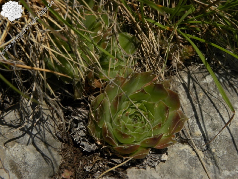 heuffelii (glabrum) from Ćafa Romanit (unterhalb)