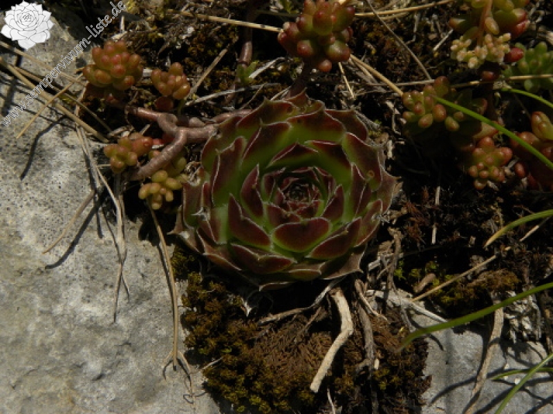 heuffelii (glabrum) from Ćafa Romanit (unterhalb)