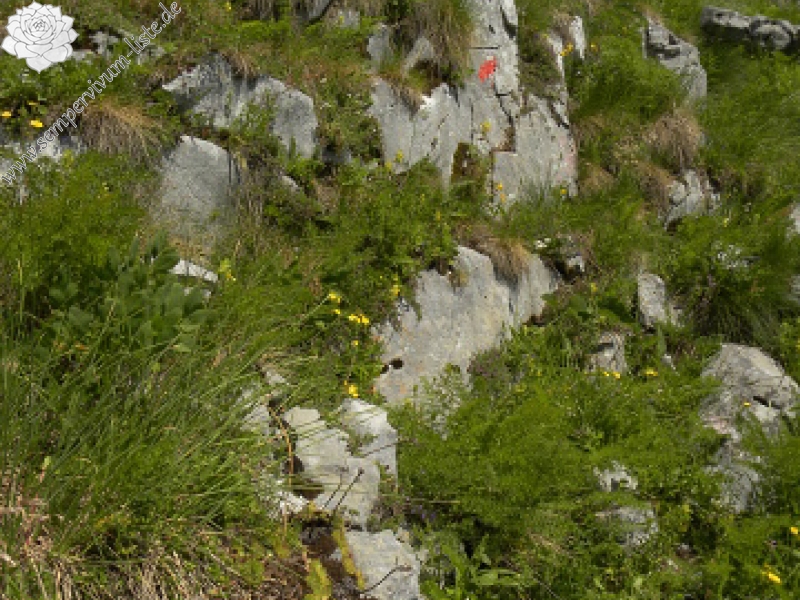 heuffelii (glabrum) from Ćafa Romanit (unterhalb)