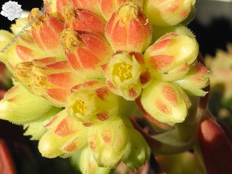 heuffelii (glabrum) from Debar Road