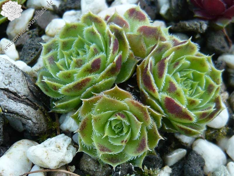 heuffelii (glabrum) from Debar Road