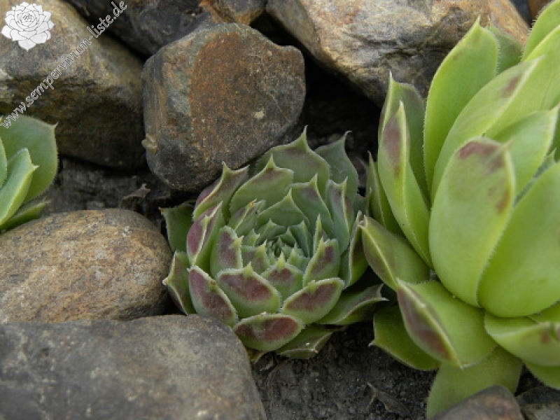heuffelii (glabrum) from Debar Road