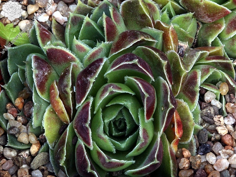 heuffelii (glabrum) from Debar Road