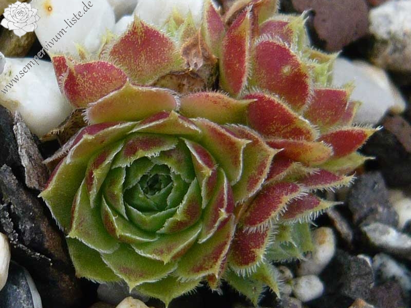 heuffelii (glabrum) from Debar Road