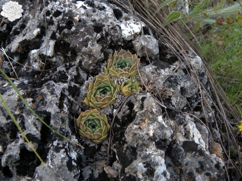 heuffelii (glabrum) from Debar Road