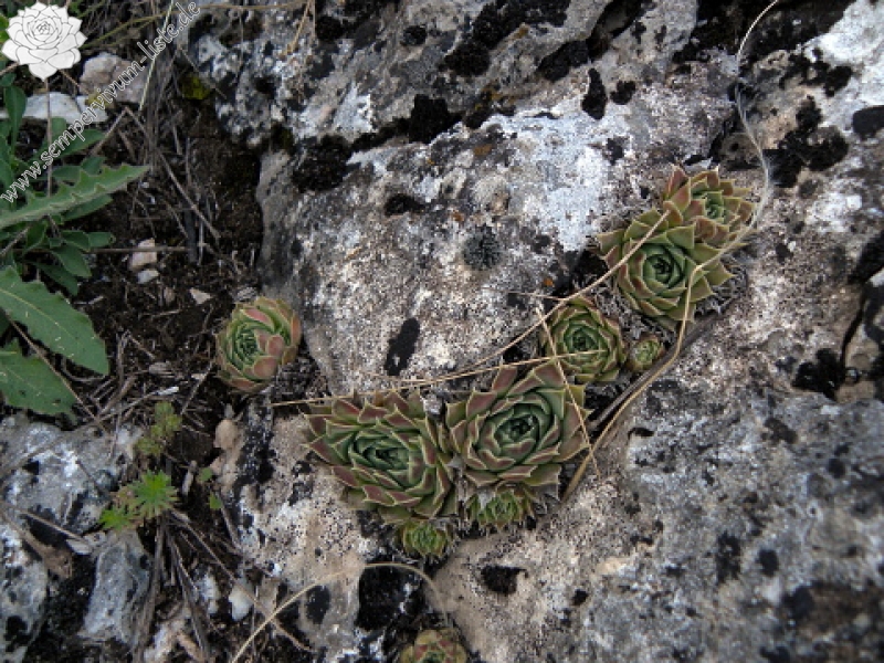 heuffelii (glabrum) from Debar Road