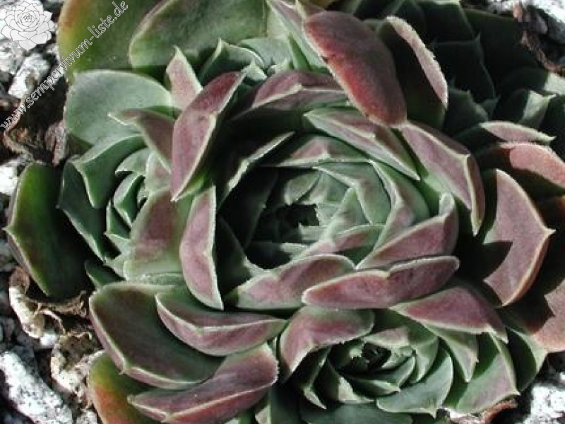 heuffelii (glabrum) from Debar Road