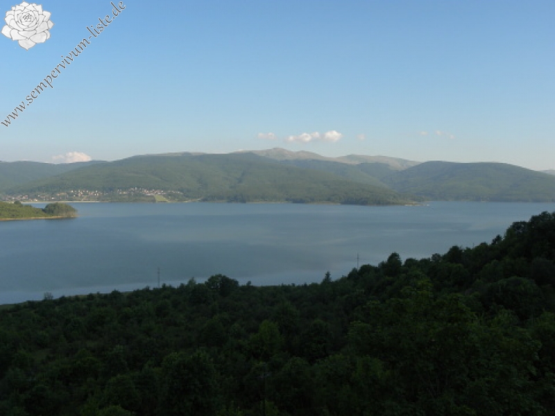 heuffelii (glabrum) from Debar Road