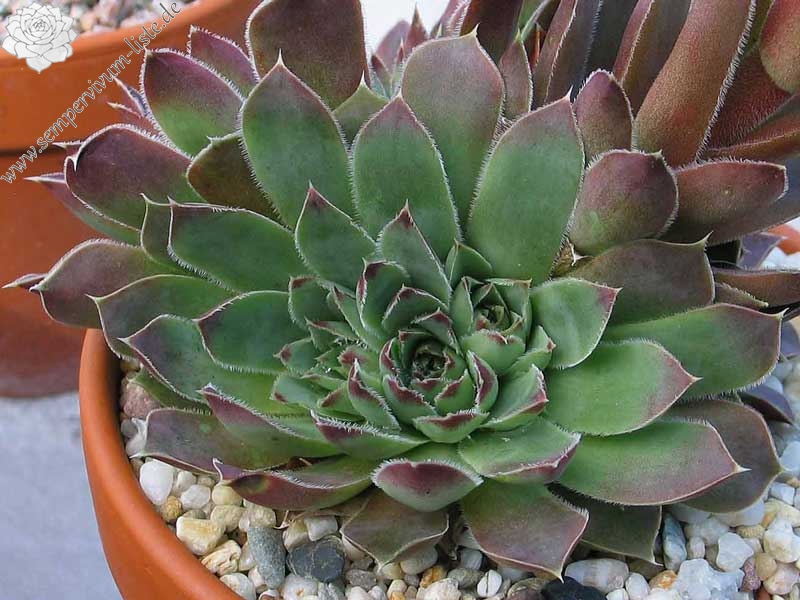 heuffelii (glabrum) from Galičica