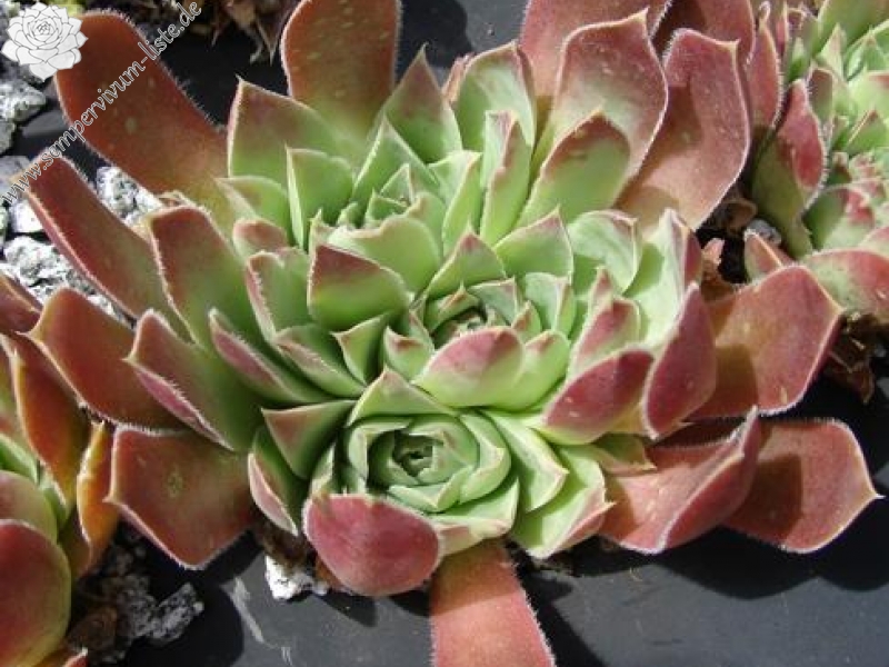 heuffelii (glabrum) from Galičica