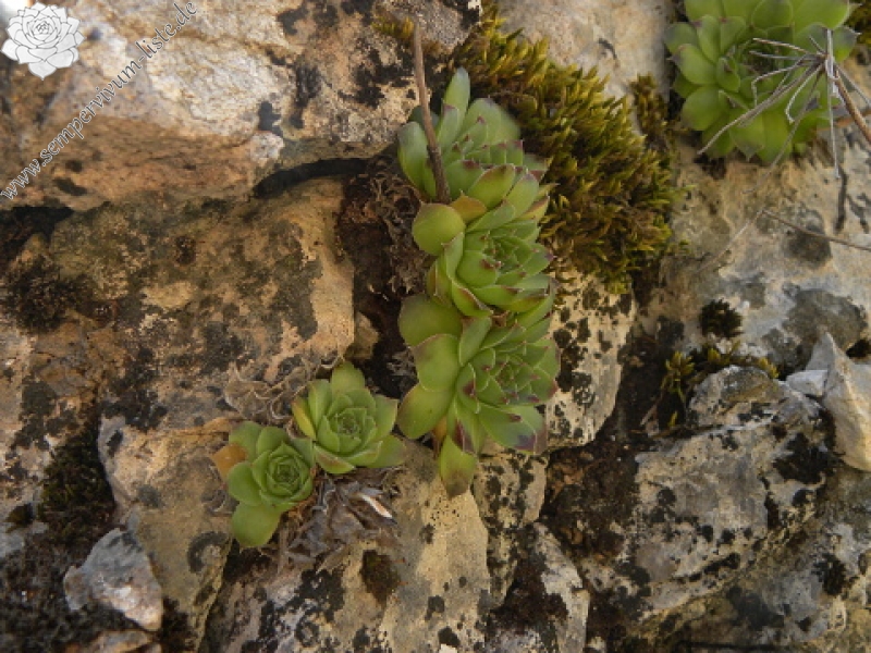 heuffelii (glabrum) from Gornje Vusanje